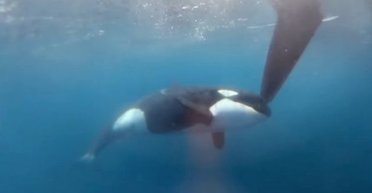 Курорты Испании превратились в ловушки: косатки начали атаковать туристические яхты (видео)