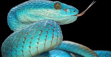 Все змеи на Земле произошли от парочки выживших после удара астероида, – ученые