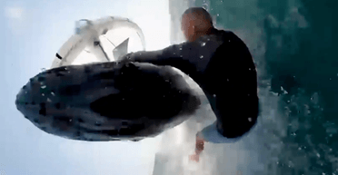 Дивом залишився живий: горбатий кит вистрибнув із води і збив серфінгіста (відео)