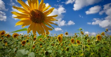 Прятались в подсолнухах и кукурузе: украинские пограничники задержали 3 иностранцев-"агрономов"