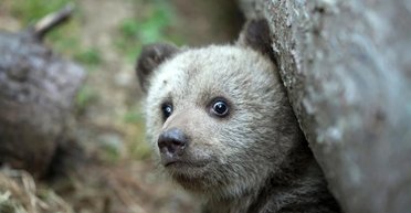 Самый страшный хищник на Земле: действительно ли этот титул принадлежит человеку