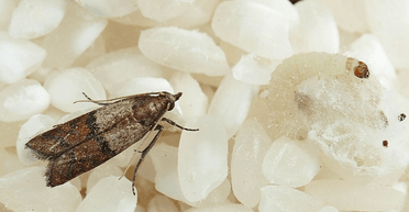 Як позбавити від молі в кімнатах і на кухні: кілька простих порад