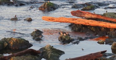 Бревна, плавающие у берега, оказались чрезвычайно опасными: от 20% до 80% жизни исчезает