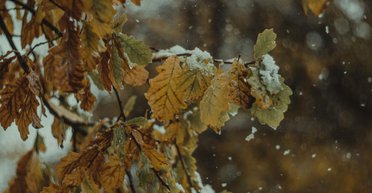 Сніг на заході України та різкі контрасти температур: якою буде погода 23 листопада, — Діденко