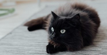 Владелец придумал себе цели на 2026 год: то, что сделал его кот, покорило сеть (фото)