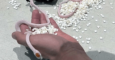 Чоловік сховав змій у своїх штанях і намагався потрапити на борт літака (відео)