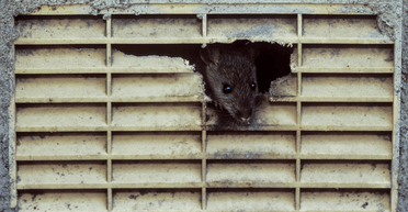 Стрибав по клітці: поліція спіймала щура, який випив 60 пляшок нелегального алкоголю