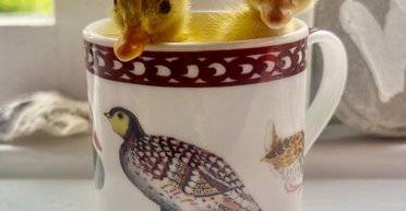 Дружина Бориса Джонсона похвалилася поповненням у господарстві та розповіла про першу втрату