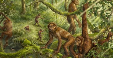 Уся справа у вухах. Учені розгадали, як люди стали прямоходячими