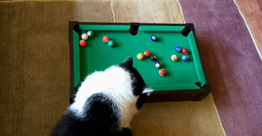 Чотирилапий профі: кіт показав майстер-клас з гри на мінібільярдному столі (відео)