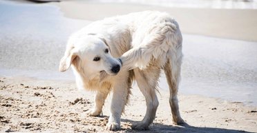 Может быть симптомом. Ученые рассказали, почему собаки кусают себя за хвост