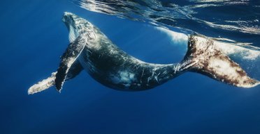 Ученые изучают океаническое дно с помощью песен китов