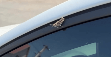 У Полтаві помітили сарану: чи загрожує регіону навала (відео)