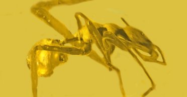 Хитрий доісторичний павук прикидався іншою комахою: кого він копіював і навіщо