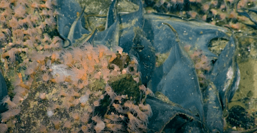 Стародавній підводний вулкан усе ще "живий" і вкритий мільйоном гігантських яєць: що виявили вчені (фото)