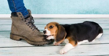 Агрессивные и голосистые: эксперт рассказал, каких собак он бы не заводил ни в коем случае