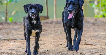 "Собаки — мой приоритет": женщина развелась с мужем из-за двух собак, что произошло