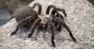 В Испании пришлось посадить самолет, после того как пилота укусил тарантул