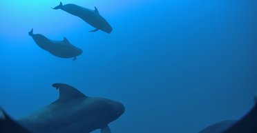 До 88 000 тонн кальмаров в год: какое существо в океане способно истребить такое количество жизни