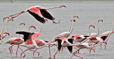 Меньше воробьев, больше попугаев и фламинго: орнитолог рассказал о птицах, живущих в Украине