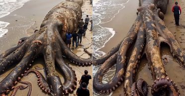 Перевірка фактів: чи справжній гігантський восьминіг, викинутий на популярний пляж (фото)