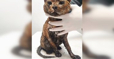 Атака РФ на Киев: погибла семья зоозащитников, выжил один из 10 котов (видео)