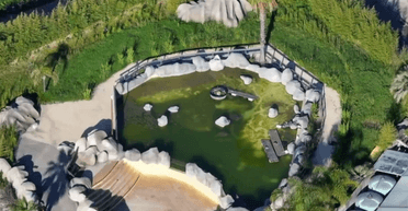 У покинутому басейні, що "застиг у часі", знайшли велетенських живих істот (фото)