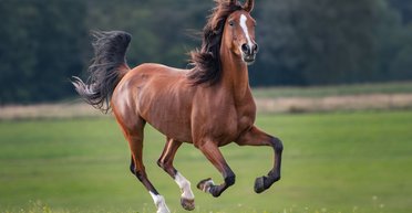 Знак жертвы: почему у лошадей глаза расположены по бокам головы