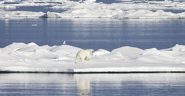Подо льдами Арктики найдено то, чего здесь быть не должно: жизнь неожиданно процветает здесь