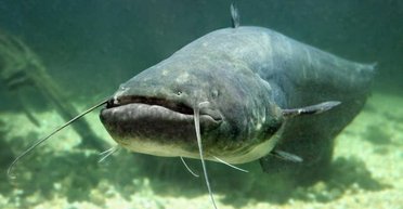 На Рівненщині рибалка витягнув з водосховища величезного сома: яких розмірів риба (фото)