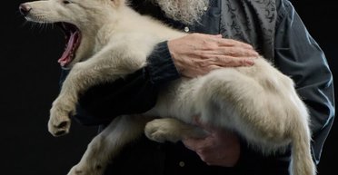 Лютововк повернувся: автор "Пісні льоду і полум'я" показав фото з воскрешеною твариною