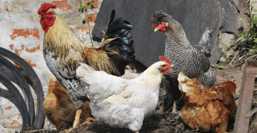 Багато всього пережила: домашня курка офіційно стала найстарішою в світі (фото)