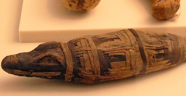 Дарвін не був першим. Ранній теорії еволюції не дали розвинутися мумії з Єгипту