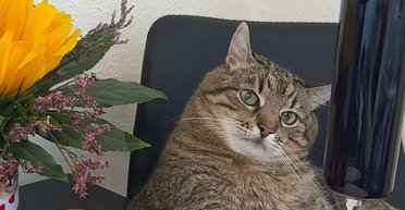 Скільки років коту Степану: відповідь від чотирилапого блогера