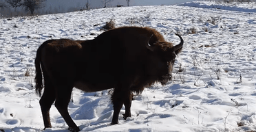 Уникальные кадры: как на Буковине во время холодов заботятся о краснокнижных зубрах (видео)