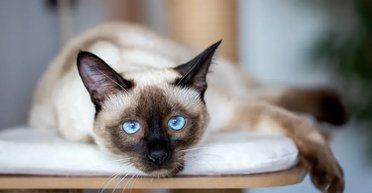 Це не жарт: автором статті з фізики став сіамський кіт, про що це дослідження (фото)