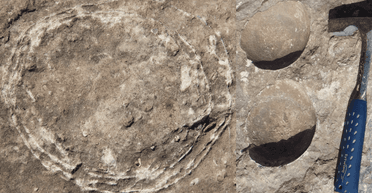 Впервые среди динозавров. Ученые нашли окаменевшее яйцо зауропода внутри другого яйца (фото)