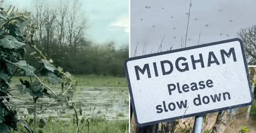 Заполонили будинки: мешканці сусідніх сіл страждають через нашестя комах (фото)