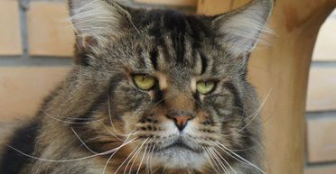 "Даже собаки его боятся": в сети прославился кот-великан, которого выгуливают на поводке (видео)