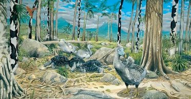 Секрет додо: вчені з'ясували, що вимерлий нелітаючий птах, був не таким, як вважалося (фото)