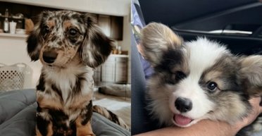 У корги и таксы родился щенок с очень интересной внешностью (фото, видео)