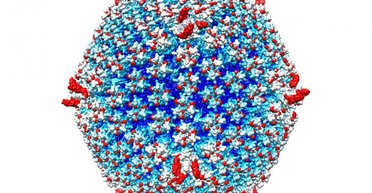 Ученые создали вирус, способный уничтожить метастазы рака