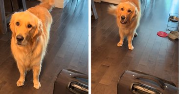 Собака чуть не расплакалась, увидев чемодан хозяйки: дальше произошел неожиданный сюрприз (видео)