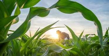 Тільки одна країна у світі може самостійно себе прогодувати: як їй це вдається