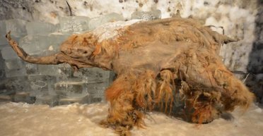 Ученые обнаружили древнейшую РНК возрастом 39 000 лет: считалось, что это невозможно (фото)