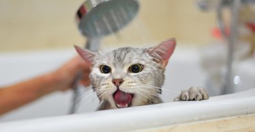 Чому кішки ненавидять купатися: 7 причин