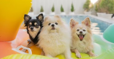 Крихітки з величезним серцем: топ 10 найменших порід собак (фото, відео)