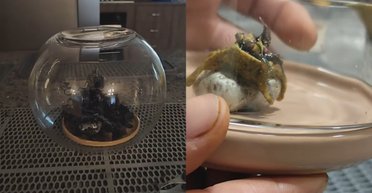 Хлопець знайшов "метеорит", з якого на світ з'явилася невідома істота (відео)