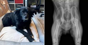 Чоловік не повірив своїм очам, "просвітивши" собаку на рентгені (фото)