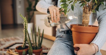 Як правильно поливати кімнатні рослини: головні нюанси